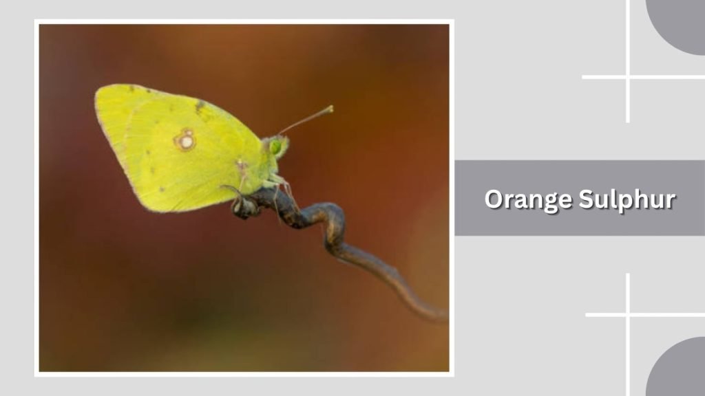 Orange Sulphur