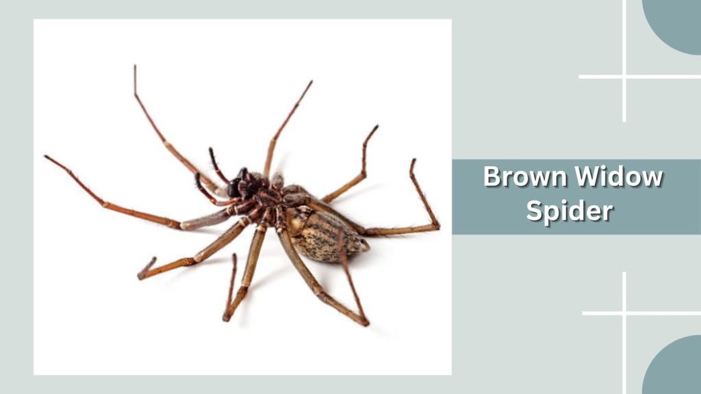Brown Widow Spider