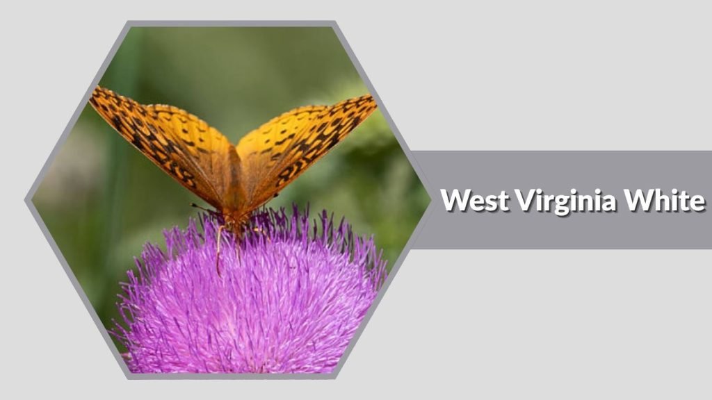  West Virginia White