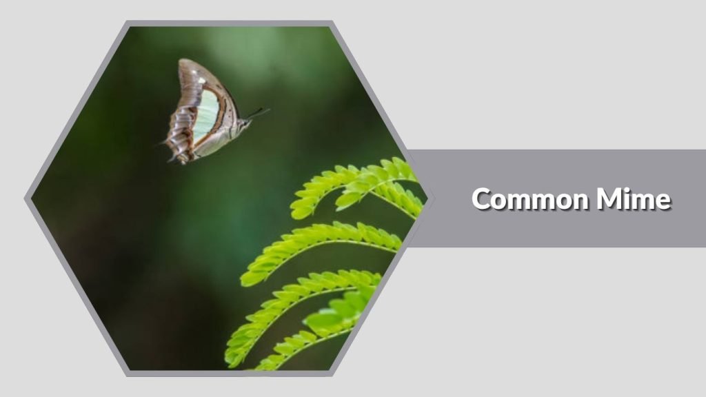 Common Mime
