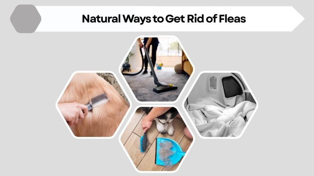 Natural Ways to Get Rid of Fleas