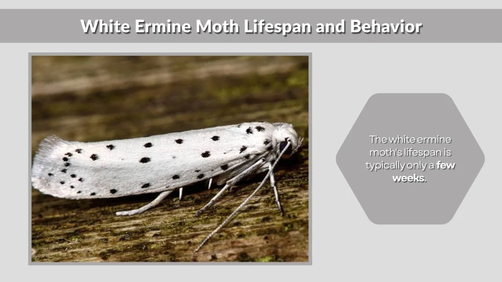 White Ermine Moth Lifespan and Behavior
