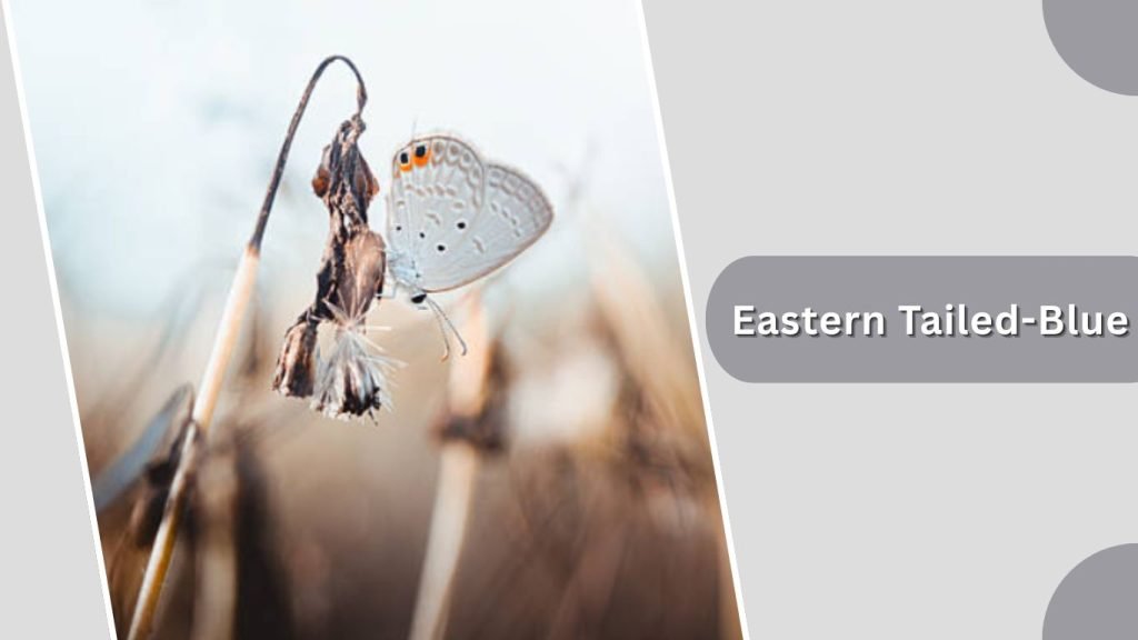 Eastern Tailed-Blue