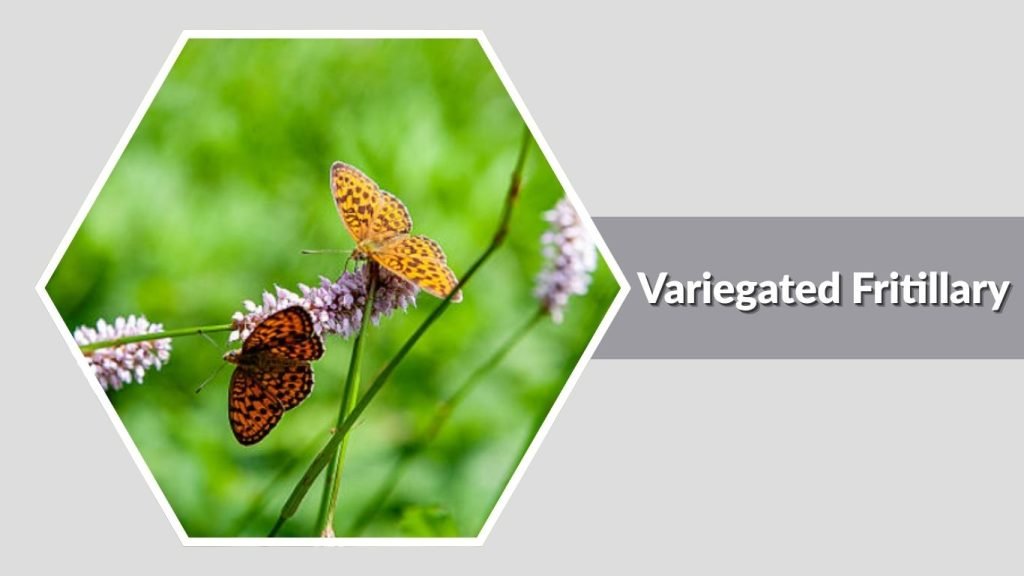  Variegated Fritillary