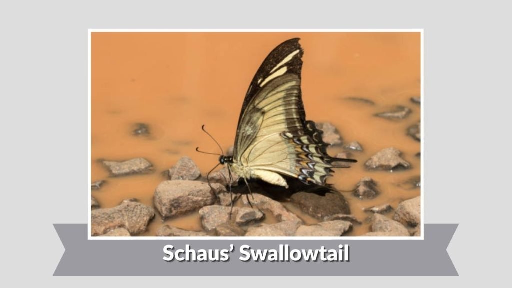 Schaus’ Swallowtail