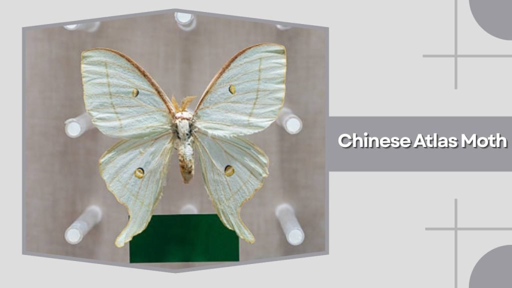 Chinese Atlas Moth