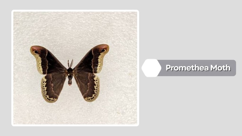  Promethea Moth
