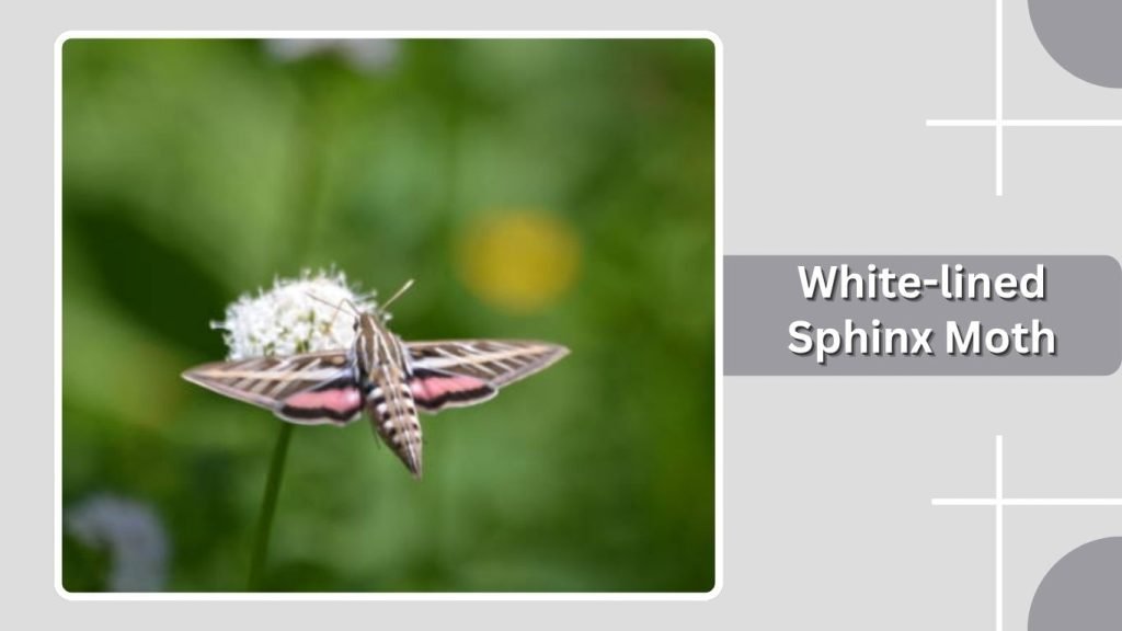  White-lined Sphinx Moth