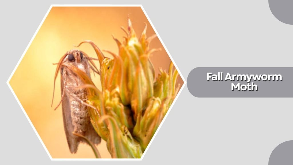 Fall Armyworm Moth