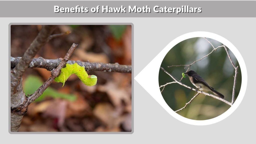 Benefits of Hawk Moth Caterpillars