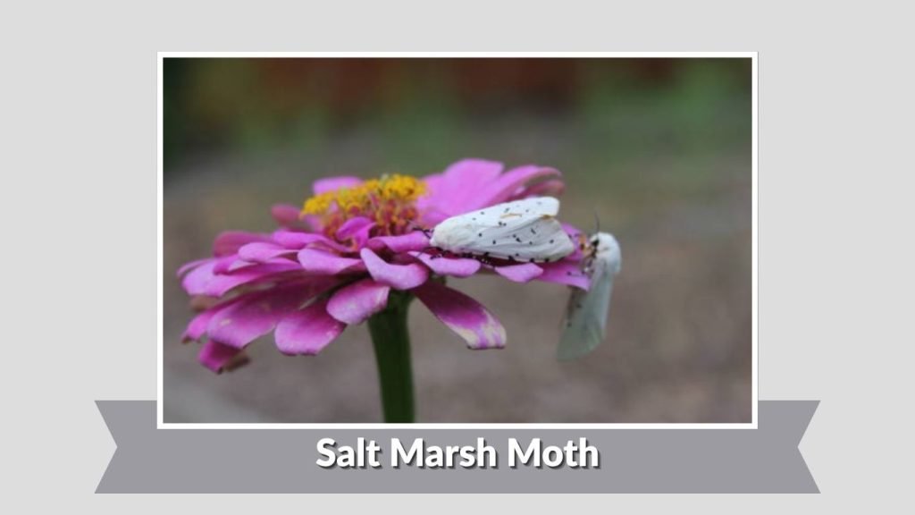 Salt Marsh Moth