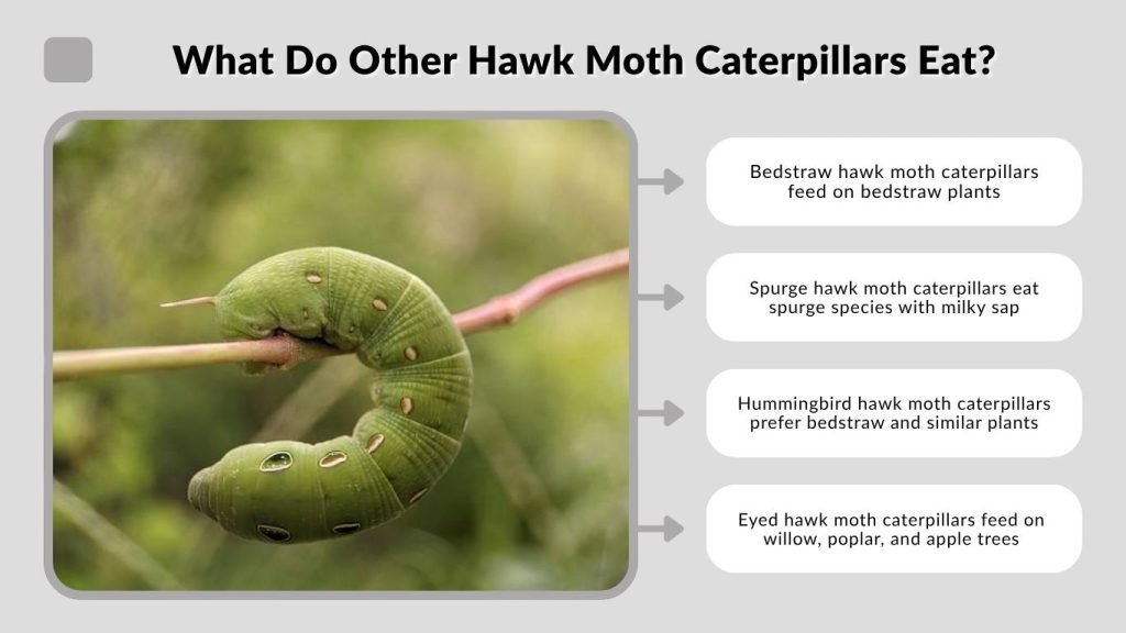 What Do Hawk Moth Caterpillars Eat Full Guide