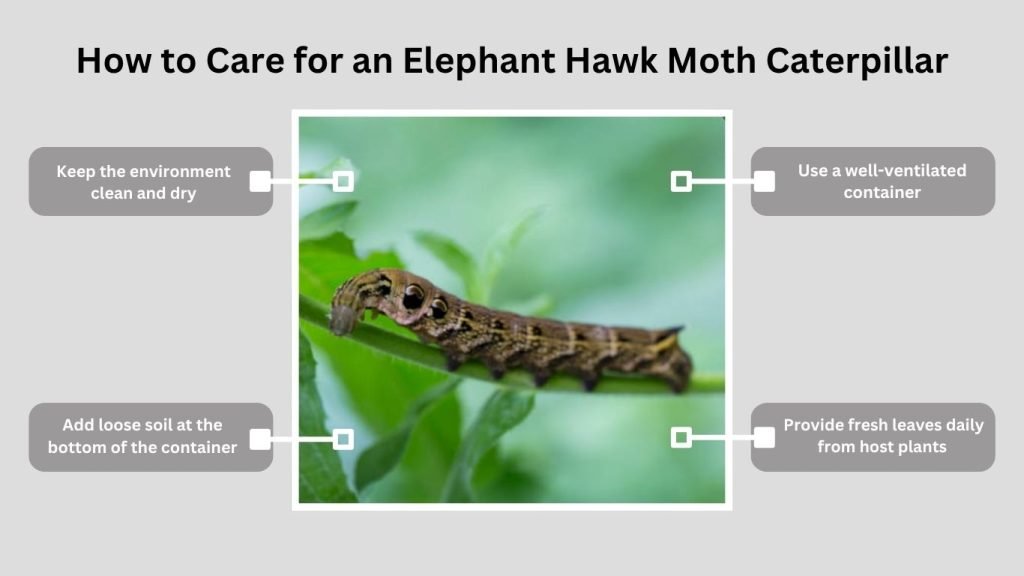How to Care for an Elephant Hawk Moth Caterpillar