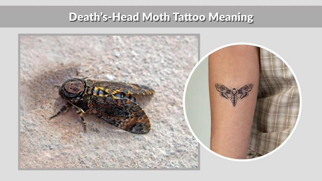 Death’s-Head Moth Tattoo Meaning