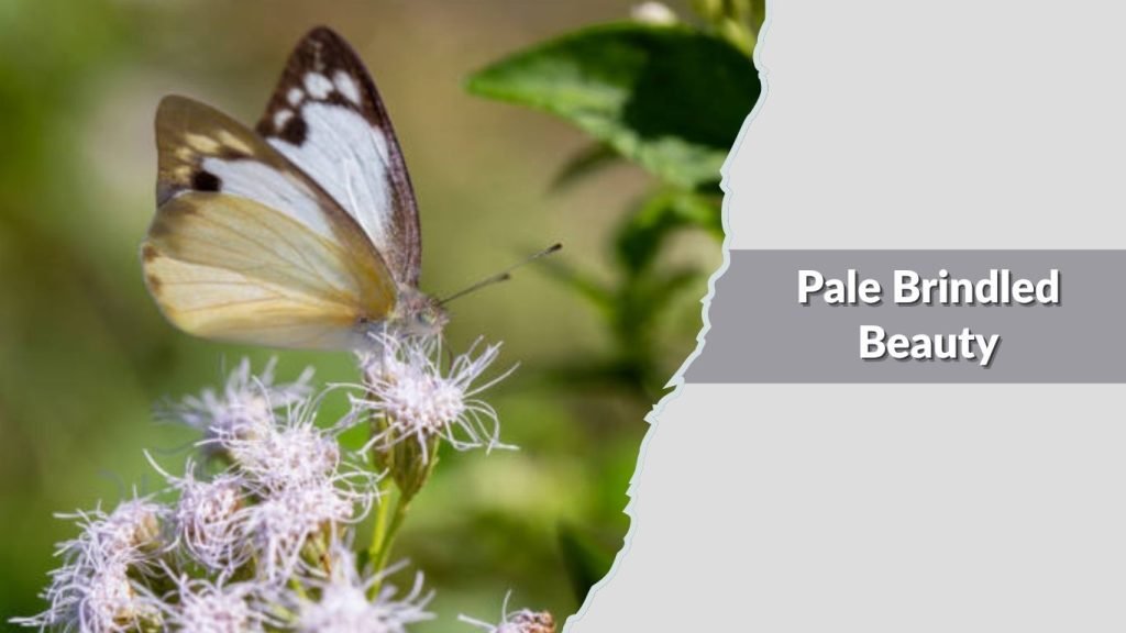 Pale Brindled Beauty