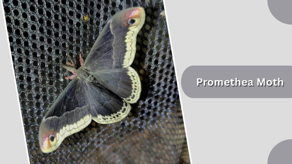  Promethea Moth