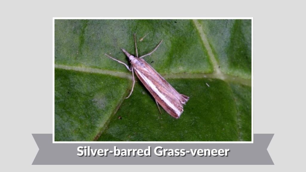 Silver-barred Grass-veneer