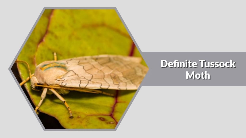 Definite Tussock Moth
