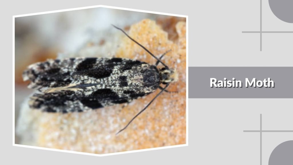Raisin Moth