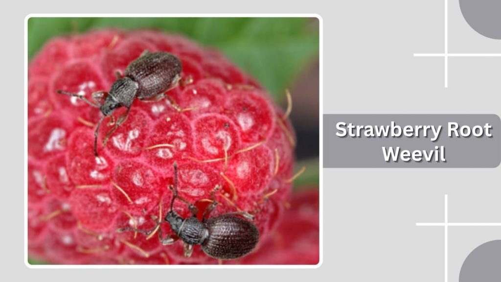 Strawberry Root Weevil