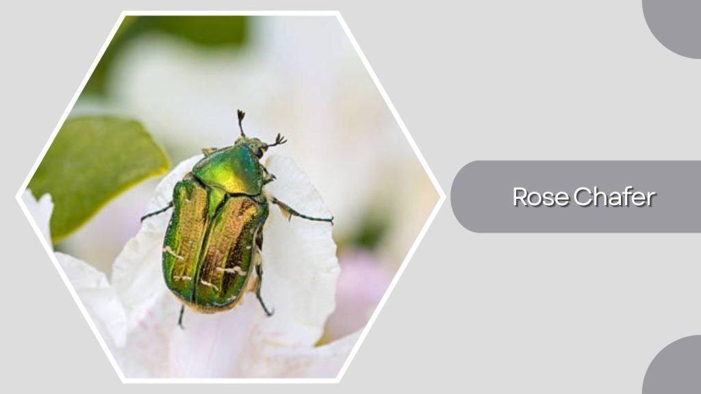 Rose Chafer