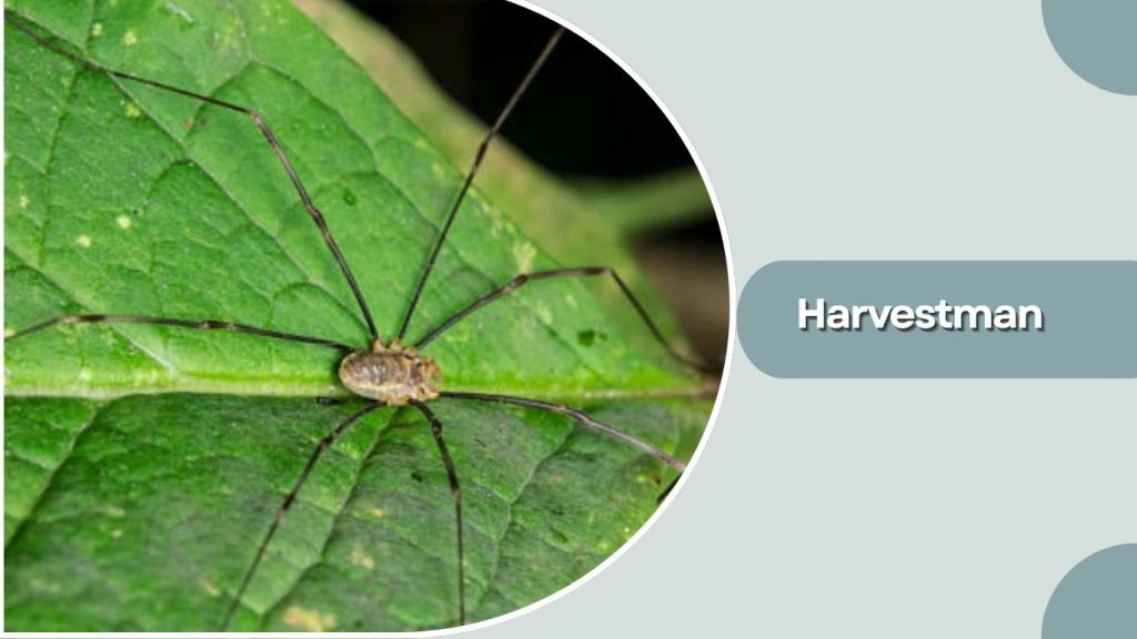  Harvestman