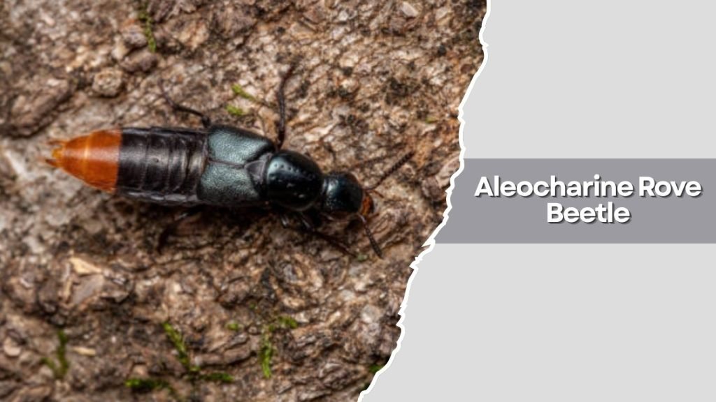 Aleocharine Rove Beetle