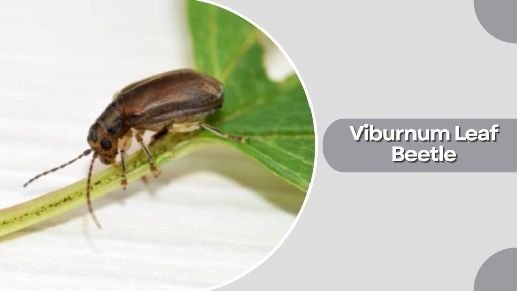 Viburnum Leaf Beetle