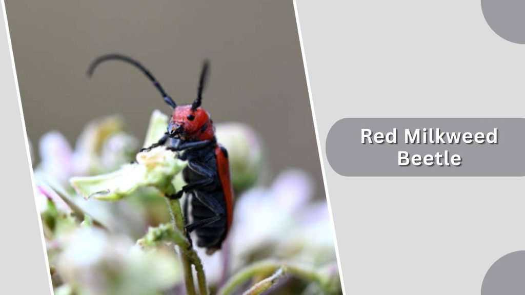  Red Milkweed Beetle
