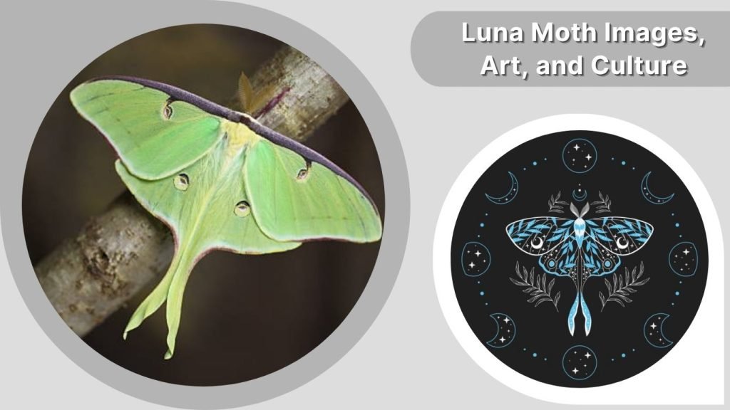 Luna Moth Images, Art, and Culture