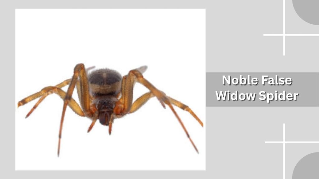  Noble False Widow Spider