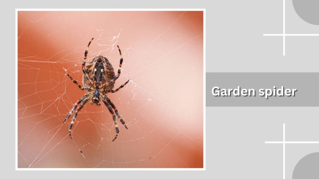 Garden spider