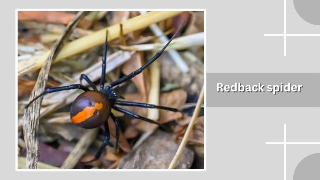Redback spider