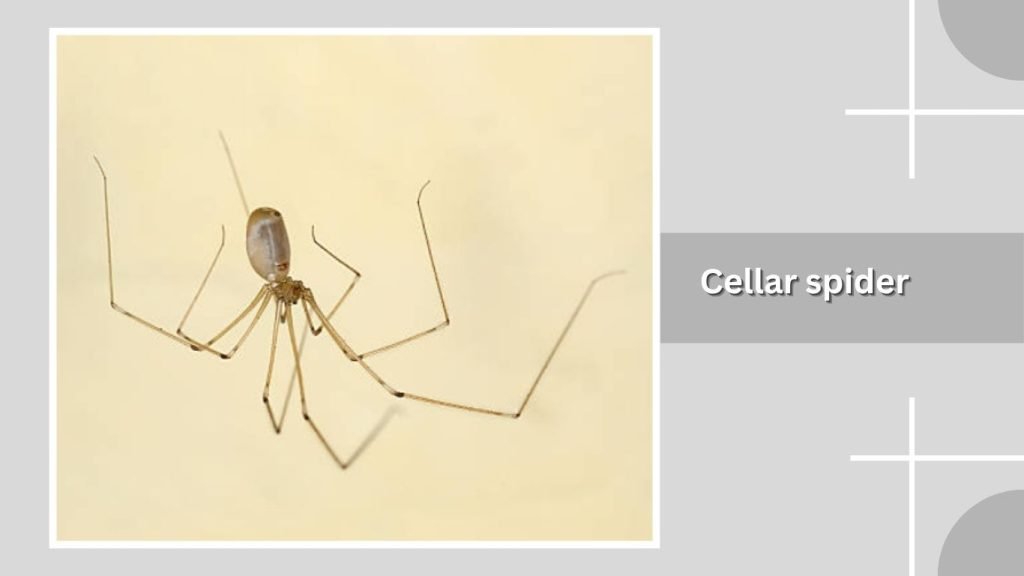 Cellar spider
