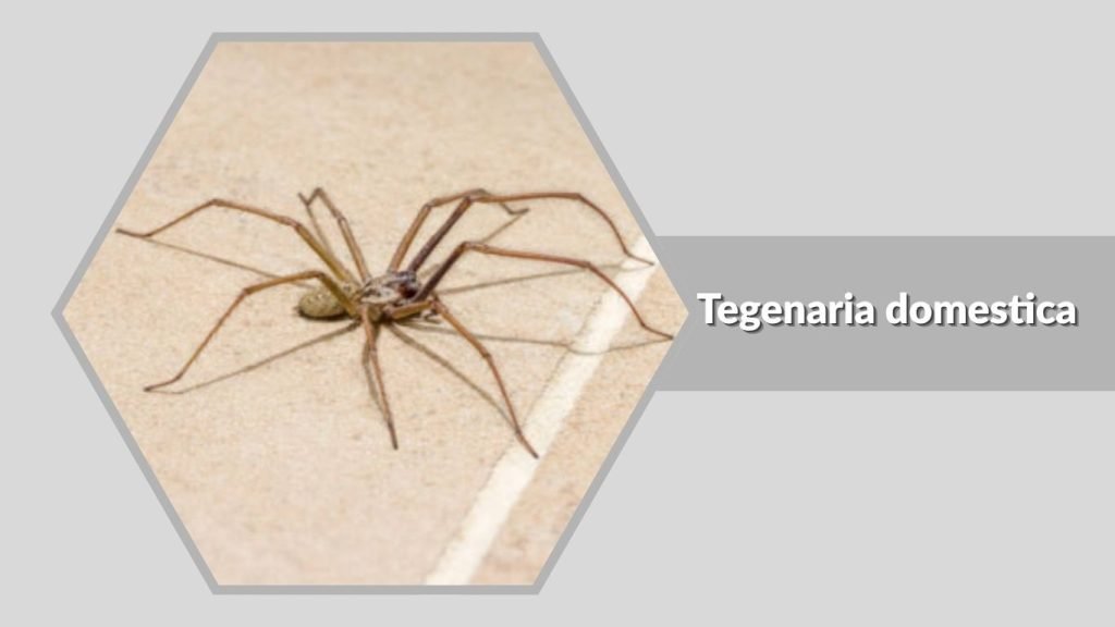 Tegenaria domestica