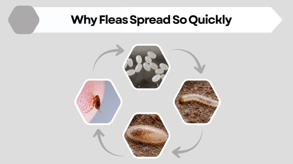 Why Fleas Spread So Quickly