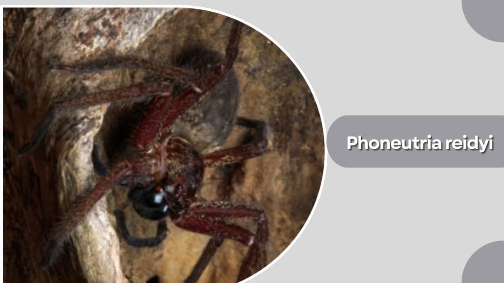  Phoneutria reidyi