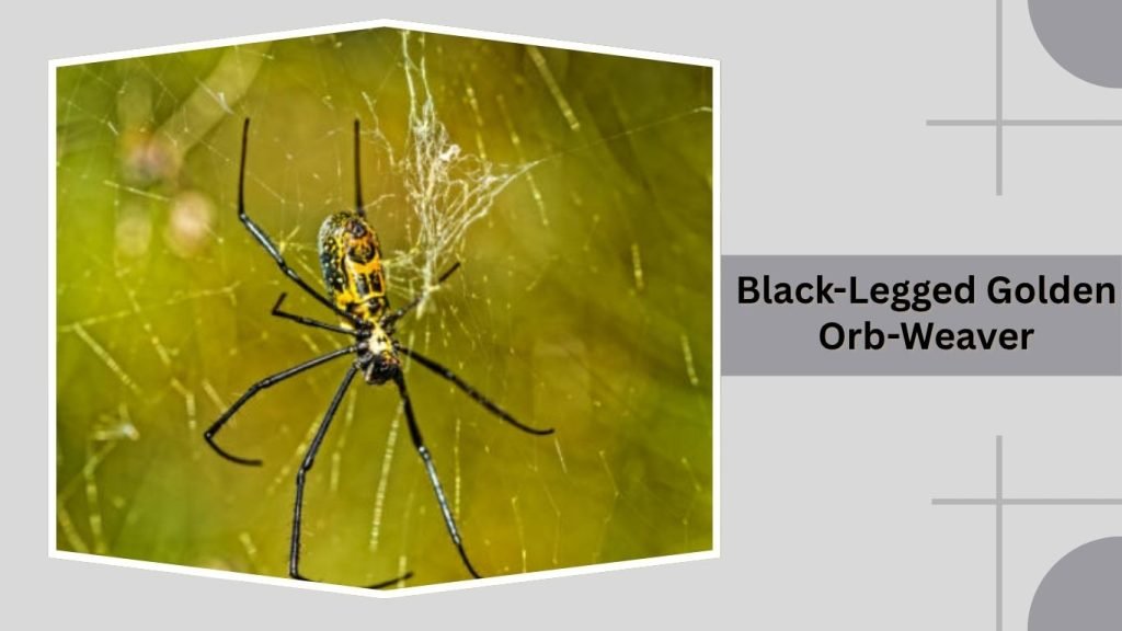 Black-Legged Golden Orb-Weaver