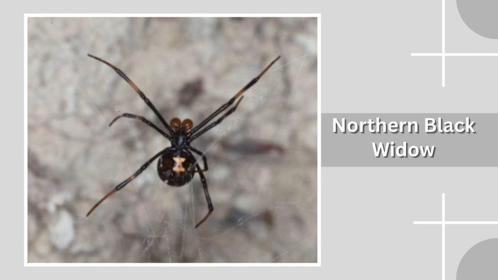  Northern Black Widow