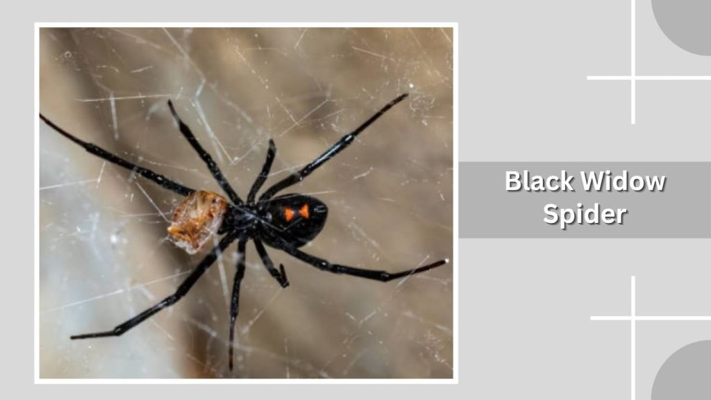 Black Widow Spider