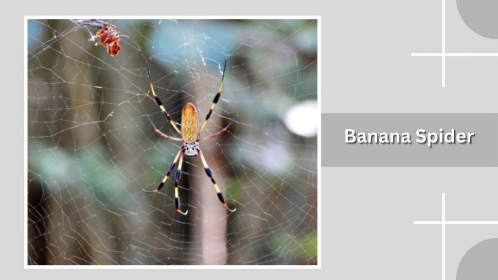 Banana Spider