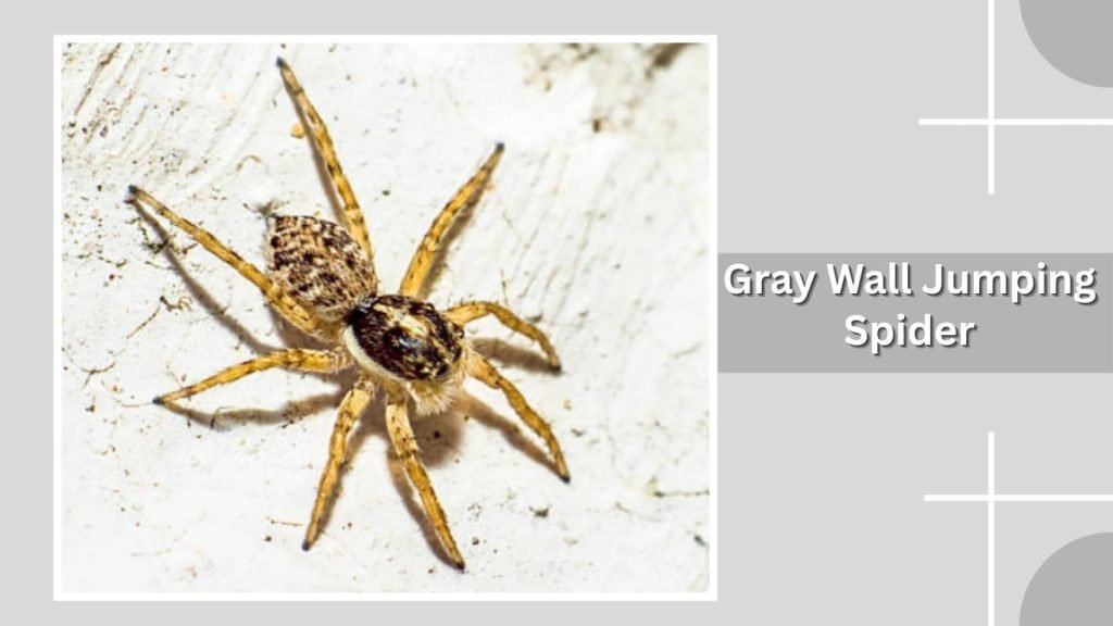 Gray Wall Jumping Spider