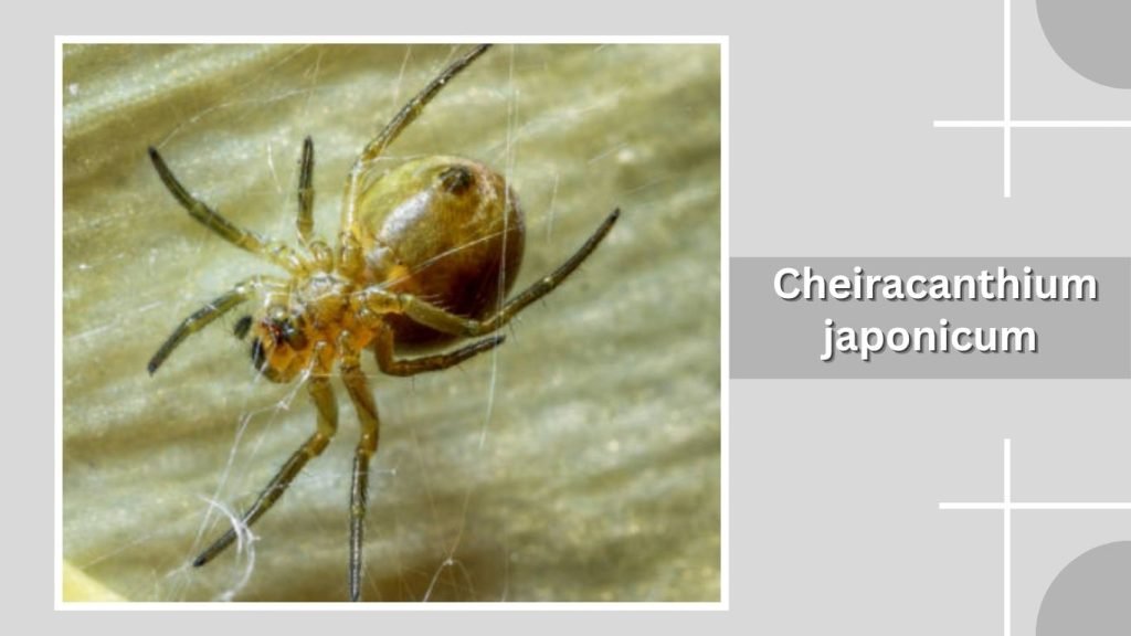 Cheiracanthium japonicum