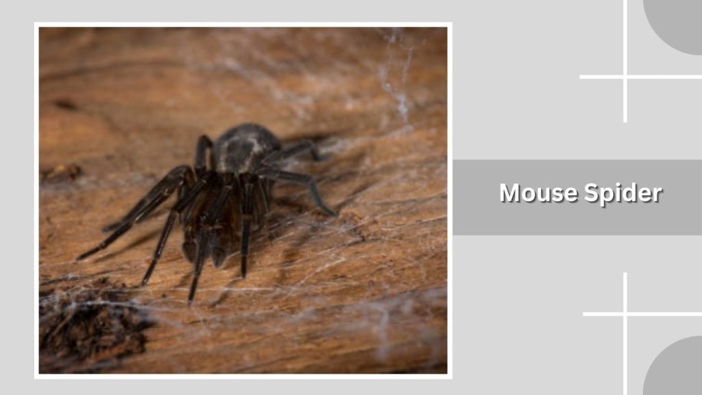 Mouse Spider