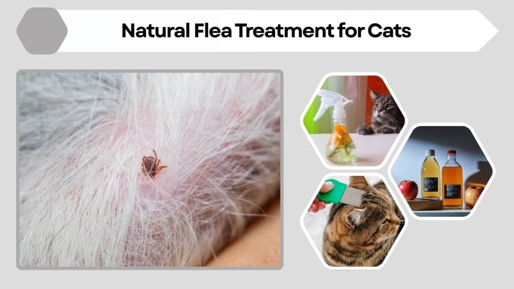 Natural Flea Treatment for Cats
