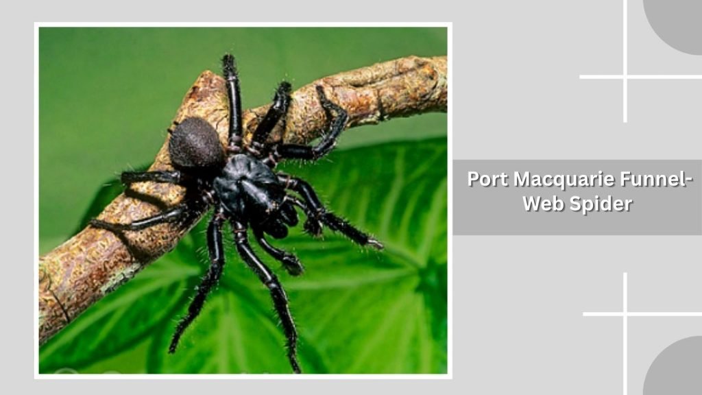  Port Macquarie Funnel-Web Spider