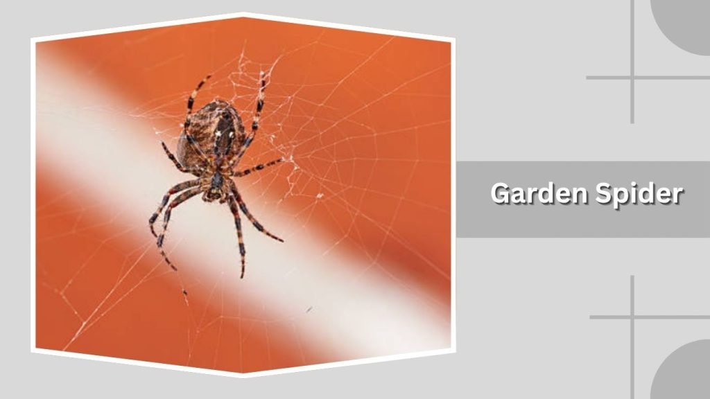 Garden Spider