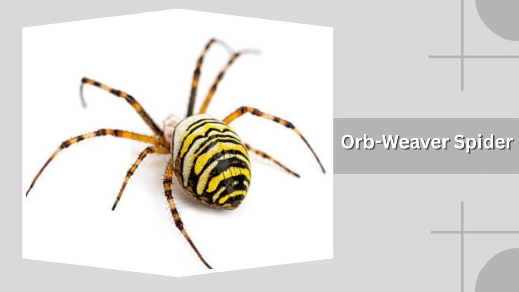  Orb-Weaver Spider