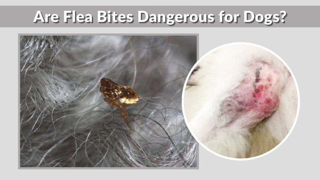 Are Flea Bites Dangerous for Dogs?