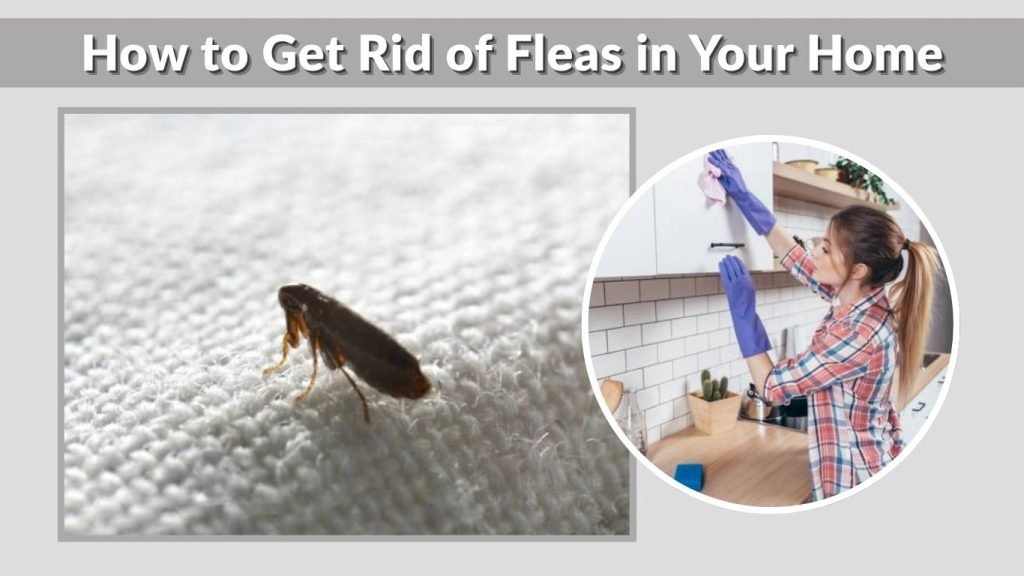 How to Get Rid of Fleas in Your Home